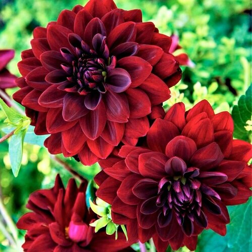 Георгина бахромчатая Дарк Фубуки 1 шт 1329₽