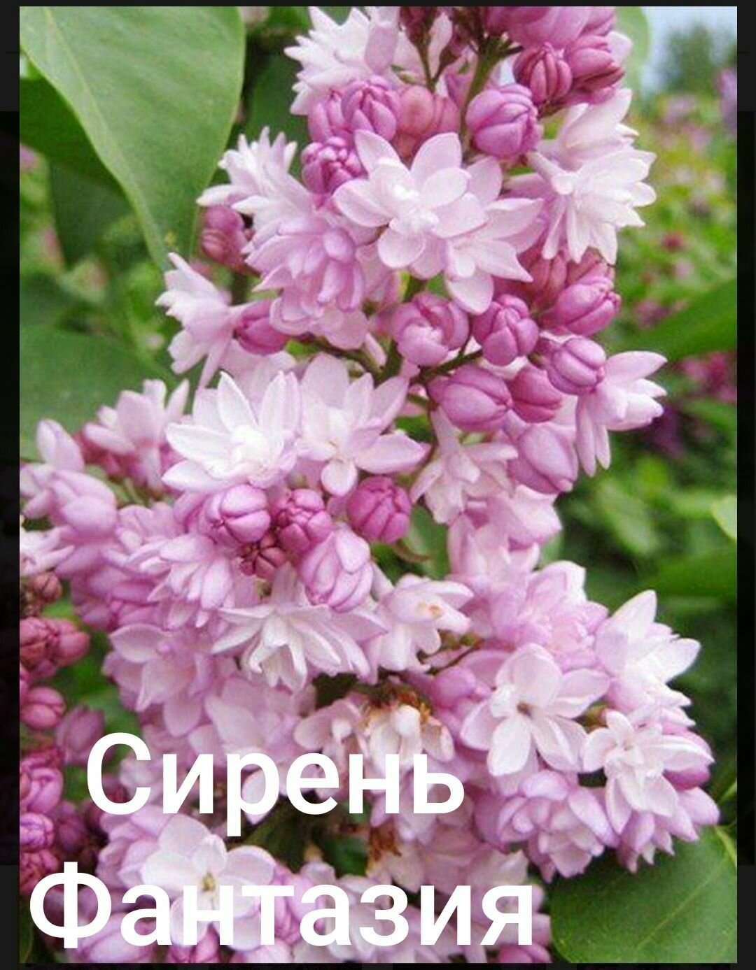 Сирень Фантазия