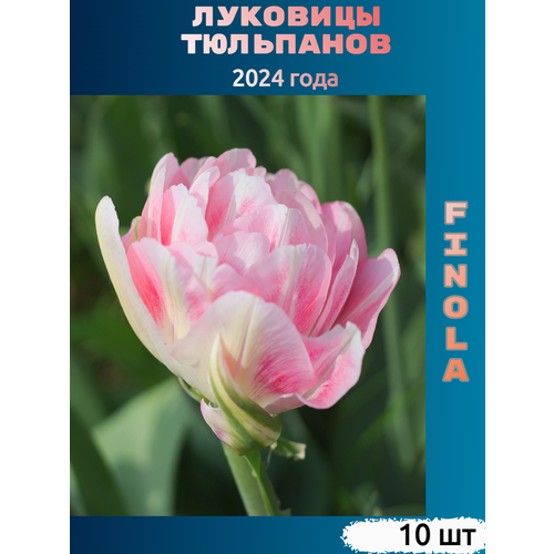 Луковицы тюльпана Finola (10 шт) тюльпан avantgarde 5 луковиц