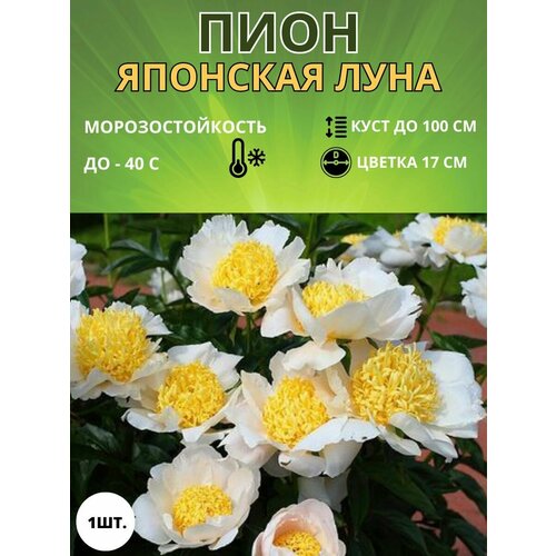 Пион махровый, корень саженец для посадки