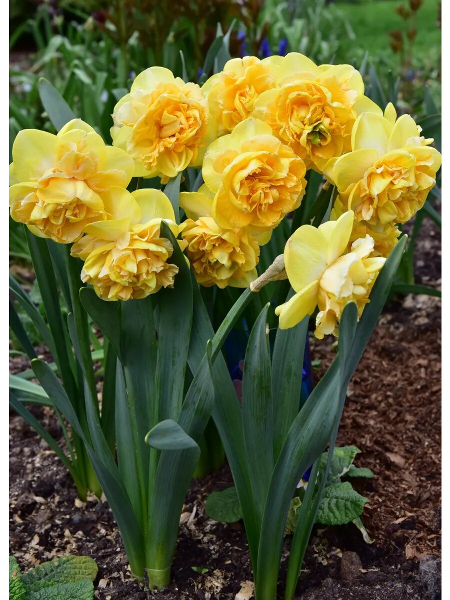 Нарцисс махровый Арт Перфюм 3 луковицы