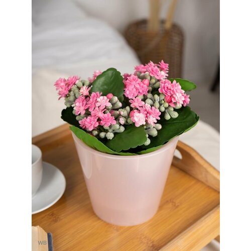 Цветы для декора в горшке