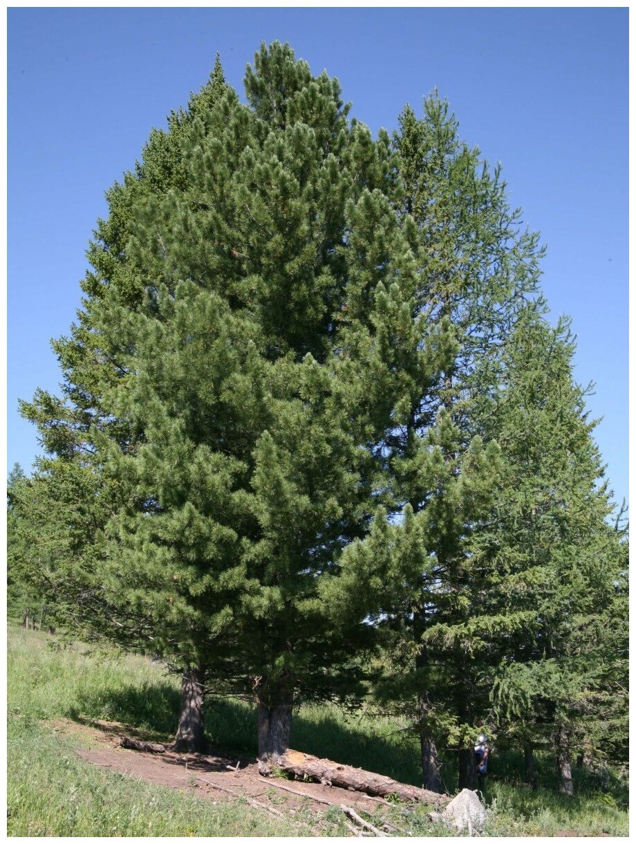Семена Кедр сибирский / Сосна сибирская кедровая / Вечнозелёное дерево / Pinus sibirica 30 штук
