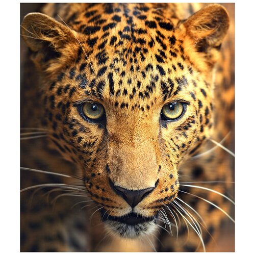 Фотообои Уютная стена Молодой леопард 230х270 см Виниловые Бесшовные (единым полотном)