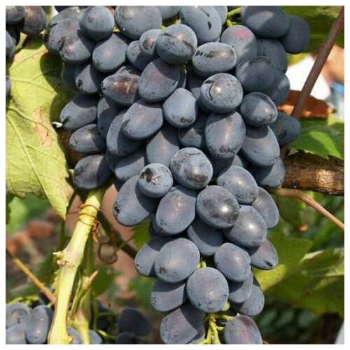 Саженец Виноград плодовый Надежда азос виноград плодовый надежда азос 1 шт