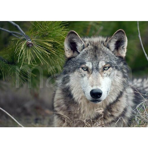 Фотообои Волк в лесу 275x383 (ВхШ), бесшовные, флизелиновые, MasterFresok арт 4-171