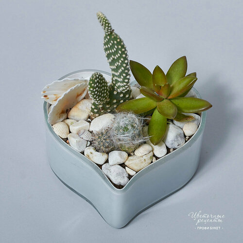 Композиция из суккулентов в сердце