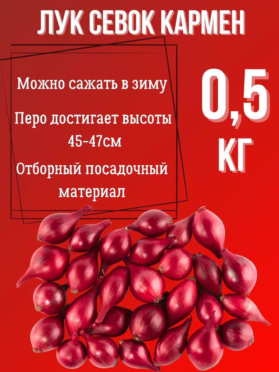 Лук Севок сорт 