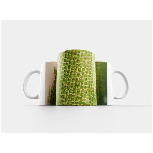 фото Кружка "bartramia pomiformis, клетки, биология" 320 мл lotsprints