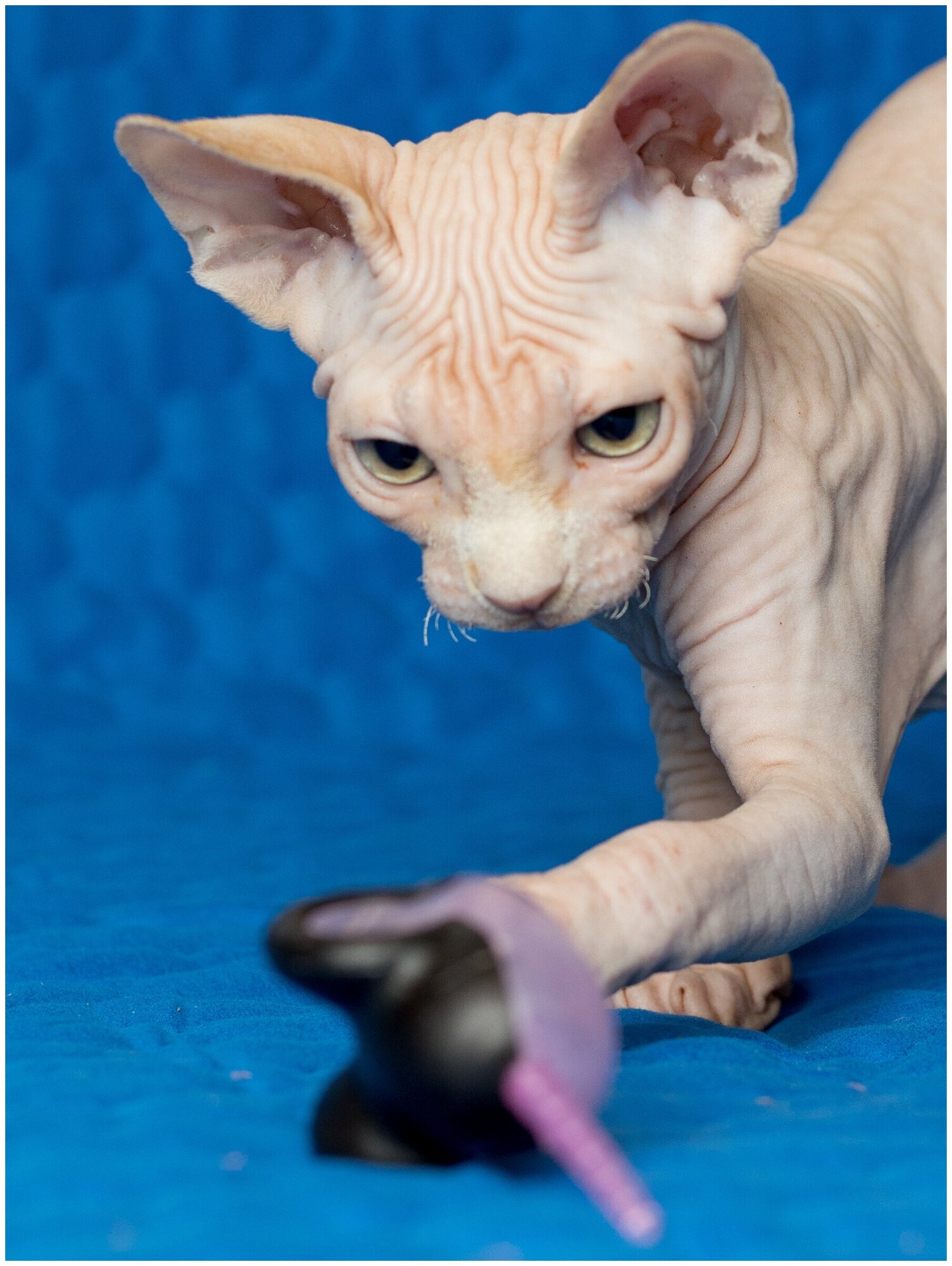 Игрушка для кошек Japan Premium Pet для чистки зубов и массажа десен пластиковая мышка с мататаби. - фотография № 4
