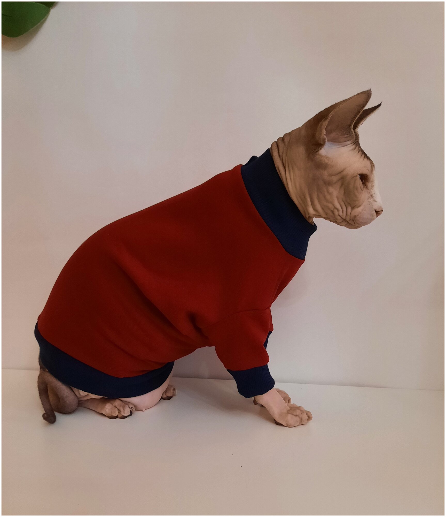 Толстовка для кошек, размер 30 (длина спины 30см), цвет бордовый/свитшот для кошек/для сфинксов/сфинкс/одежда для кошек - фотография № 5