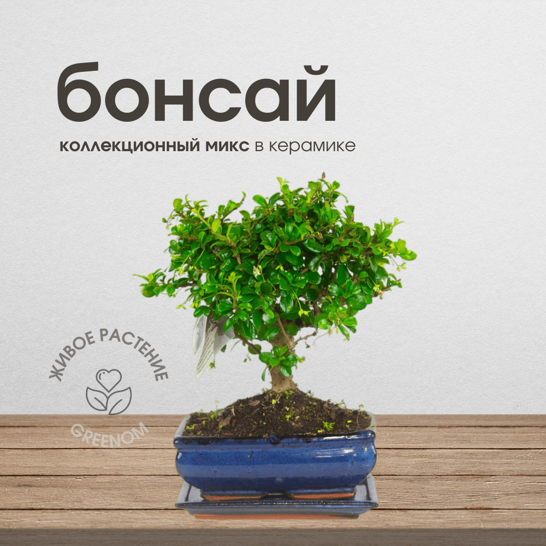 Бонсай, живое комнатное растение, коллекционный микс в керамике, высота 20 см
