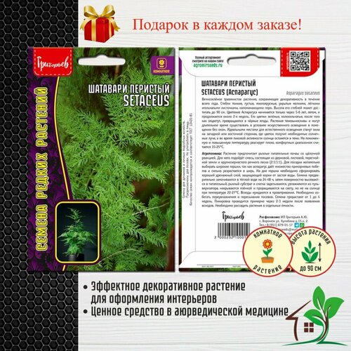 Шатавари перистый (аспарагус) Setaceus (2 упаковки) семена аспарагус кистистый робот 3 упаковки 2 подарка