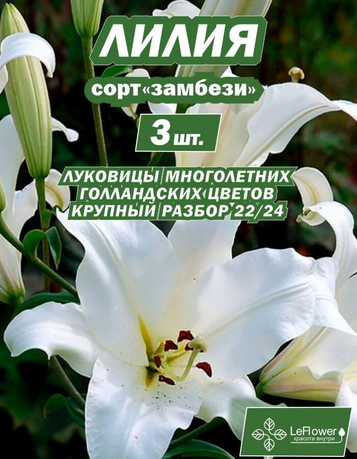 Луковицы Лилия Замбези 3 шт!