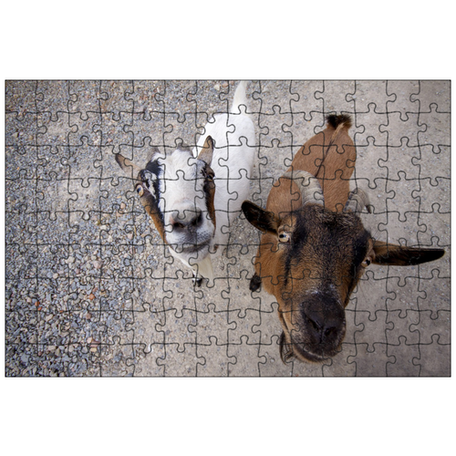фото Магнитный пазл 27x18см."козы, фермерский двор, рога" на холодильник lotsprints