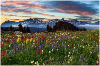 Алмазная мозаика поле цветов В горах картина стразами 30х20 см на подрамнике подарок