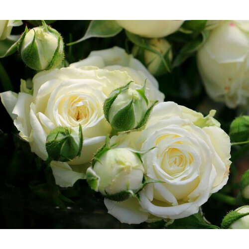 Саженец роза спрей Уайт Лидия (многоцветковая) саженец роза спрей каталина многоцветковая