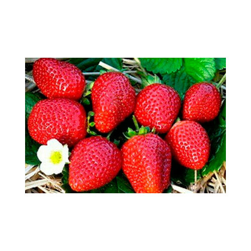 Семена земляники Радость Дачника F1 (семена) 15 шт.