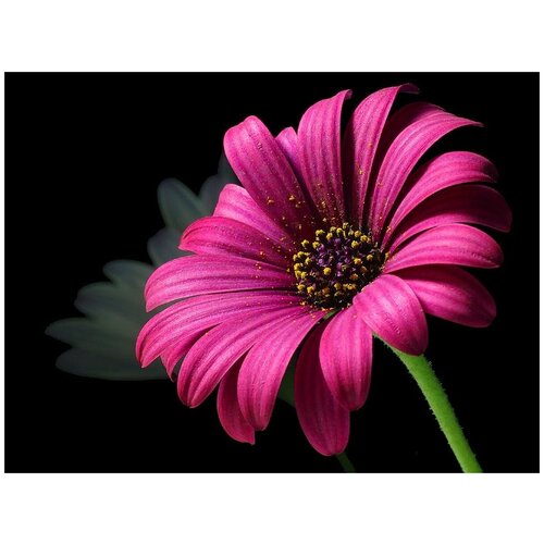 Алмазная мозаика 20х30 на подрамнике, алмазная вышивка 20*30, алмазная живопись 30х20, 30*20, Наборы с круглыми стразами, цветы, гербера