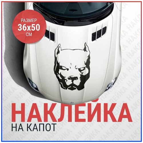 Наклейка на капот Питбуль. Наклейка на авто Pitbull 36x50 см