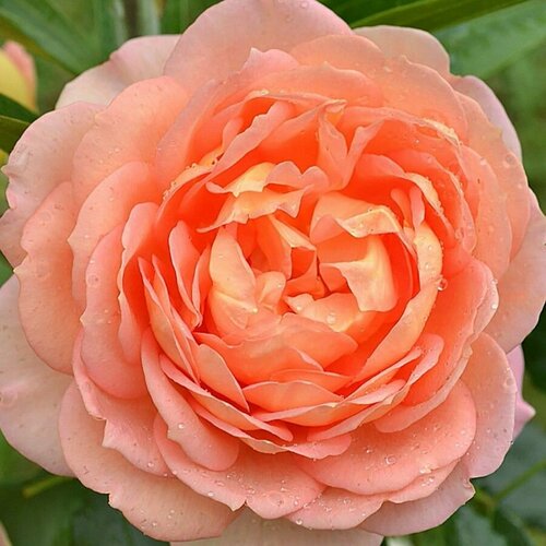 Роза английская парковая Леди оф Шалот роза принцесс клэр оф бельгиум vissers