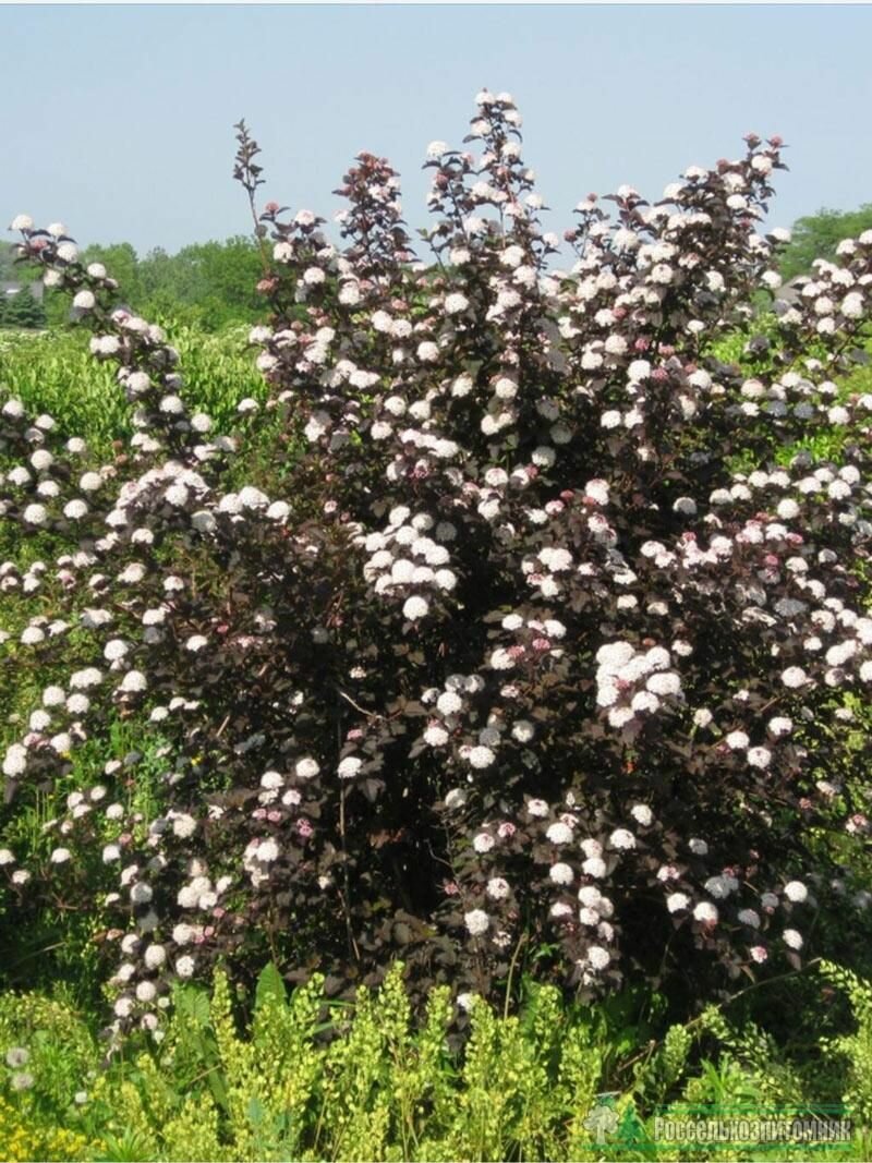 Пузыреплодник калинолистный "Дьябло" (лат. Physocarpus) семена 15 шт + подарочек