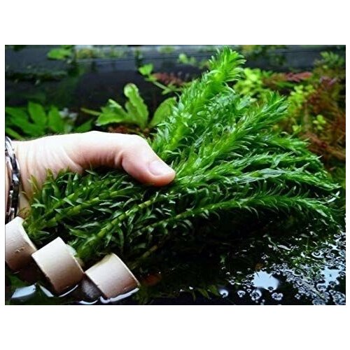 Элодея - Elodea