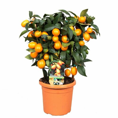 Растение Цитрофортунела Каламондин D12 Н35 2999₽