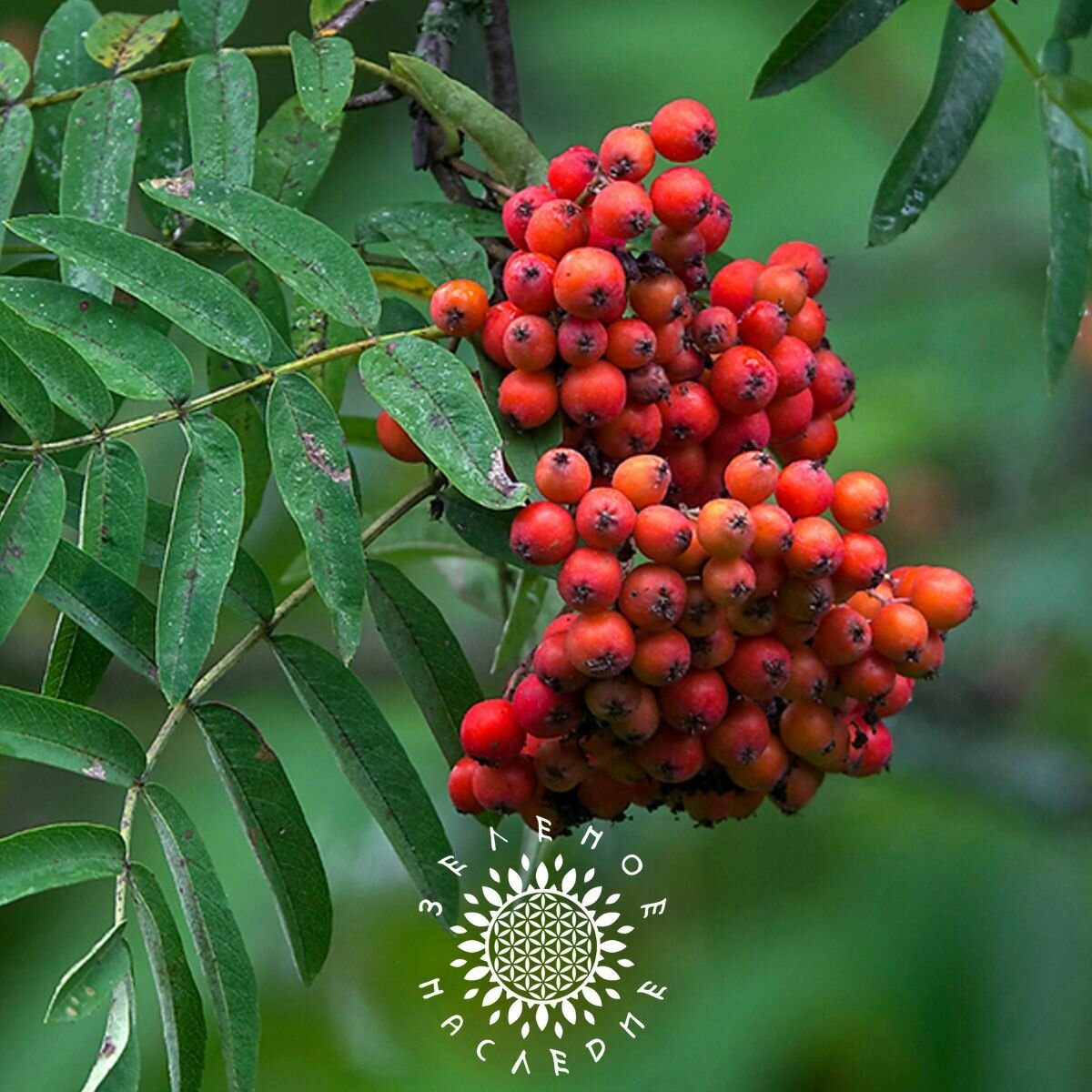 Семена Рябина Обыкновенная (лат. Sorbus aucuparia) 25 шт от Green Legacy