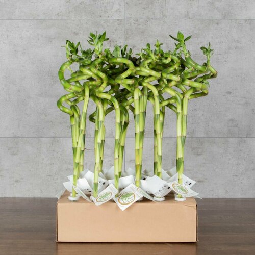 Бамбук Лаки спираль 40 см