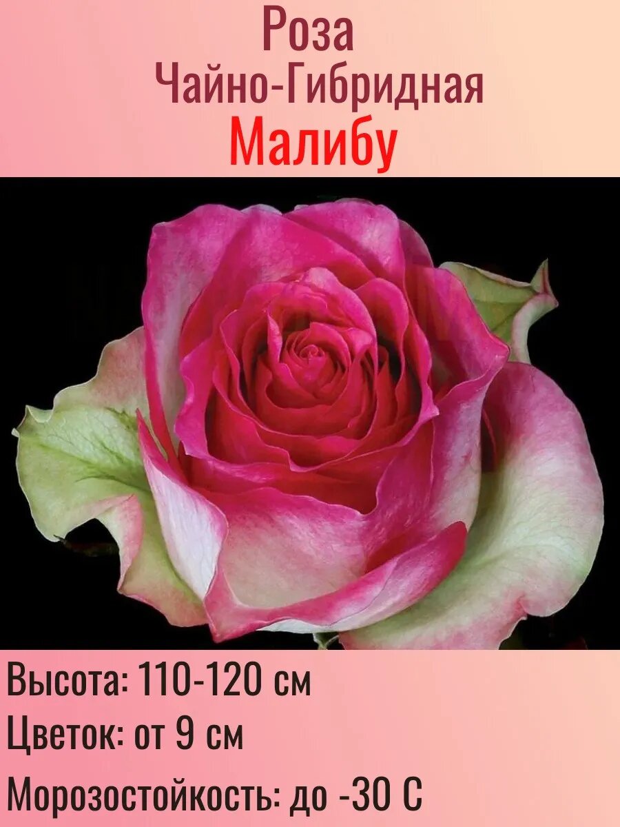 Саженец чайно-гибридной розы 1 штука