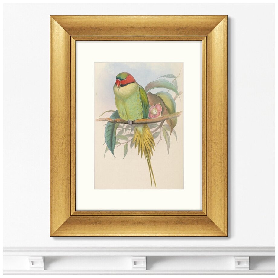 Репродукция картины в раме Bonaparte's Parakeet, 1850г. Размер картины: 40,5х50,5см