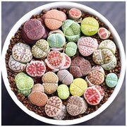 Семена Орешка Суккулент Литопс Lithops mix 10 шт.