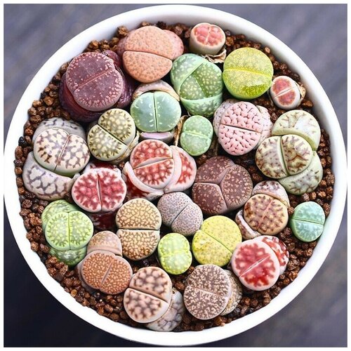 Семена Орешка Суккулент Литопс Lithops mix 10 шт. суккулент lithops mix литопсы живые камни семена 20 штук смесь видов