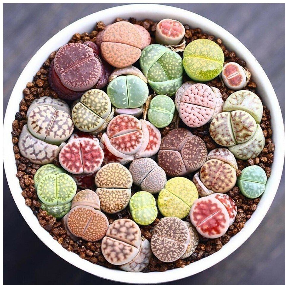 Семена Орешка Суккулент Литопс Lithops mix 10 шт.