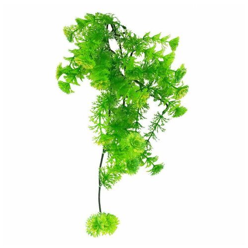 Декоративное растение для террариумов LUCKY REPTILE Turtle Plant Horn Fern, 40см (Германия)