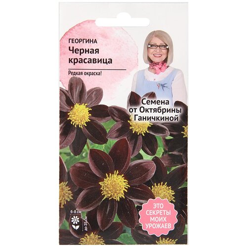 Георгина Черная красавица 5 шт, семена многолетних цветов для сада и балкона в грунт,
