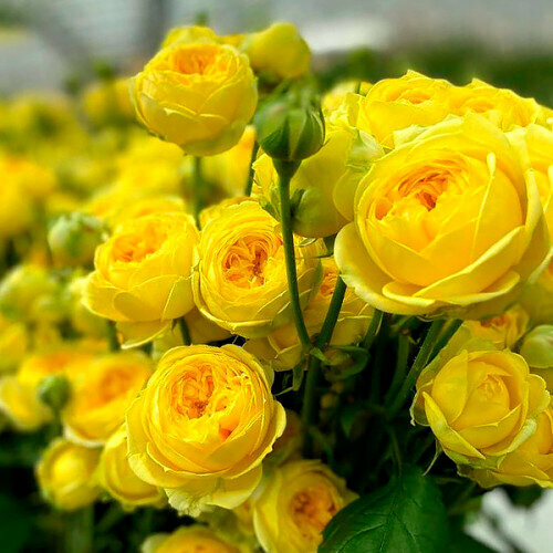 Саженец роза спрей Каталина (многоцветковая) роза спрей пинк симфони саженец
