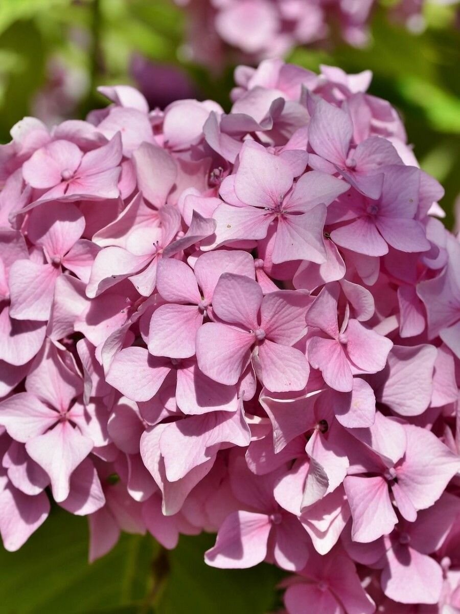 Семена Гортензия Бретшнейдера (Hydrangea bretschneideri), 25 штук