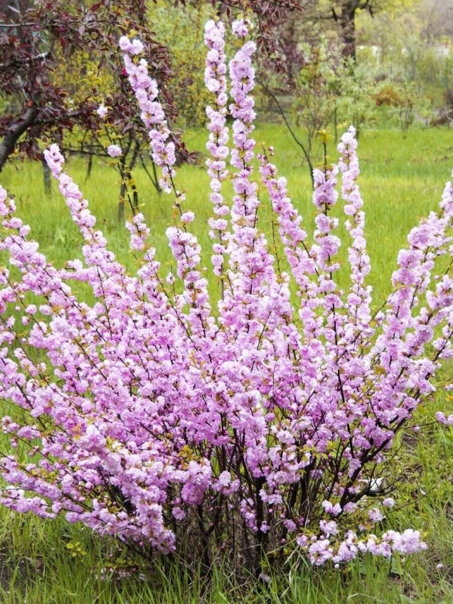 Семена Орех Миндаль трехлопастный (Prunus triloba) 5 штук