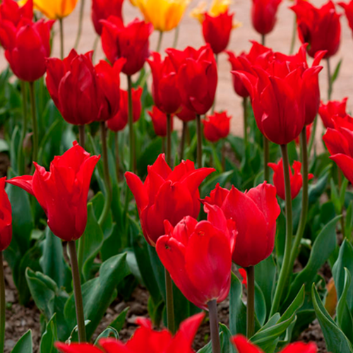 Луковицы Тюльпана PRETTY WOMAN ( 5 шт )