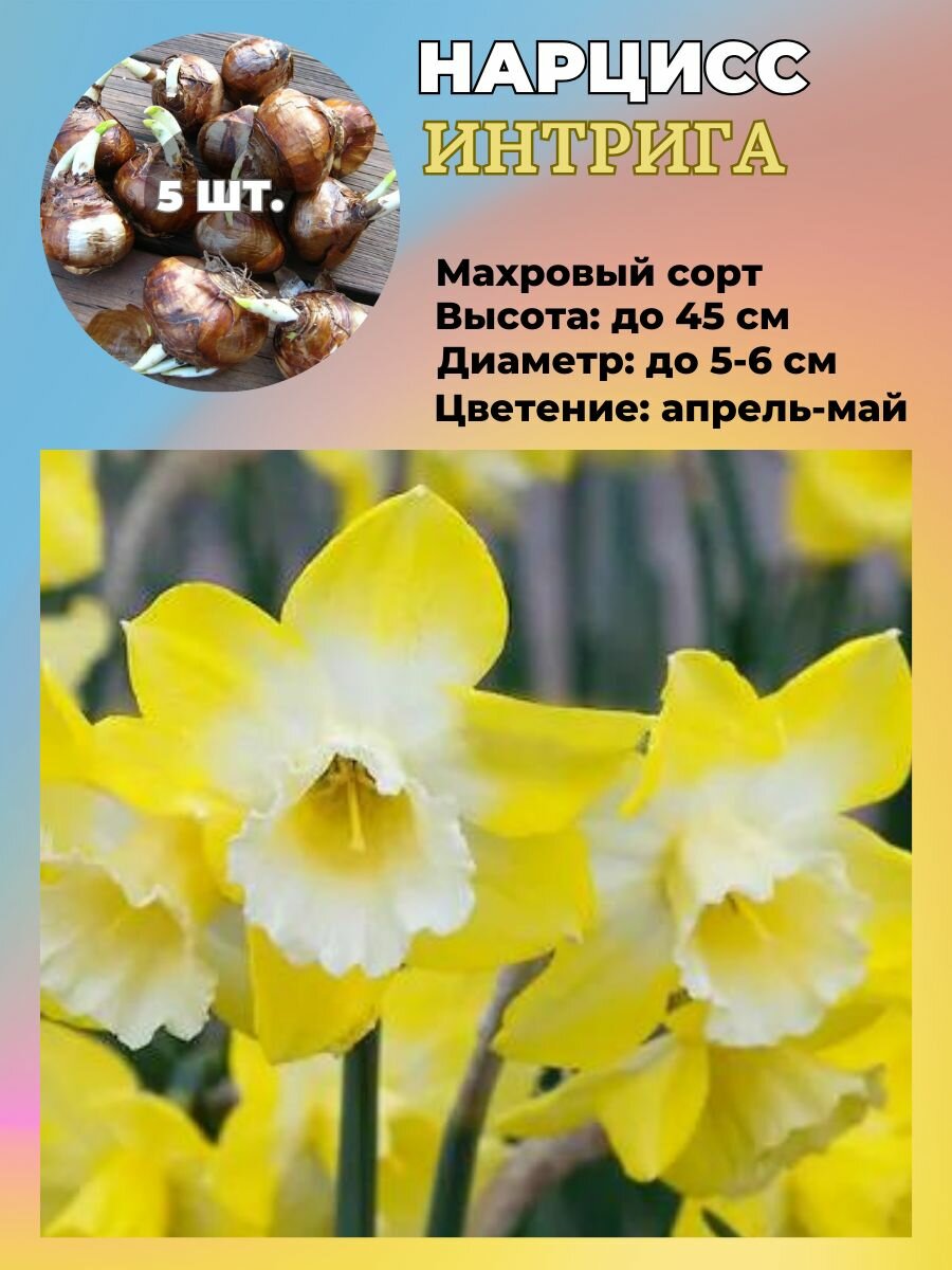 Нарцисс махровый луковицы 5 штук