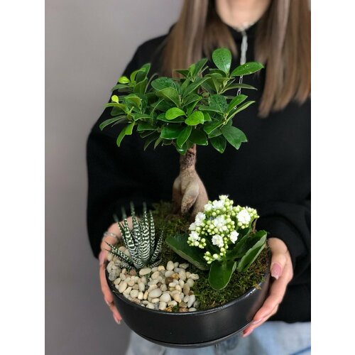 Комнатное растение Фикус Микрокарпа. Композиция в керамишеском кашпо от бренда Margo plants