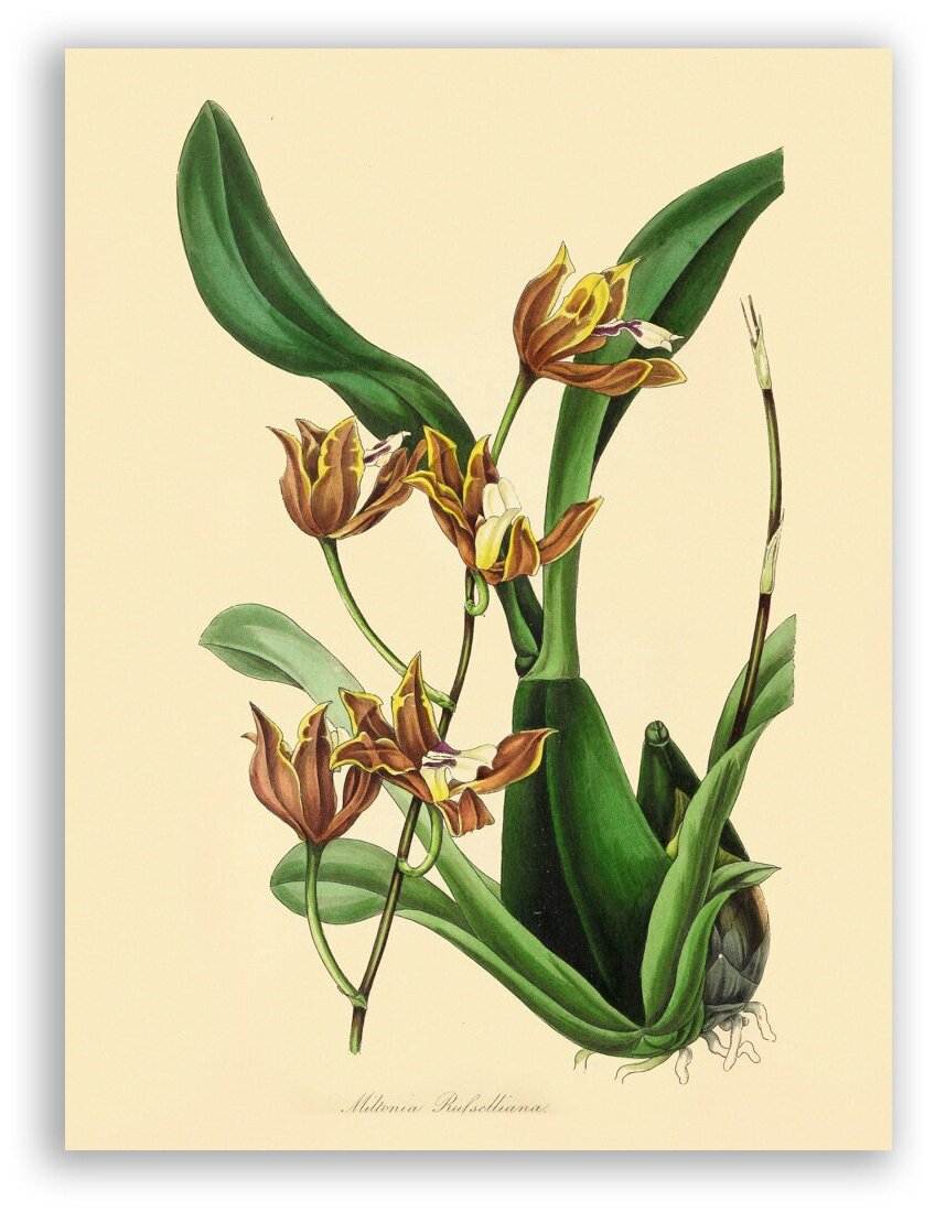 Гравюра Постер на бумаге / Miltonia Russelliana