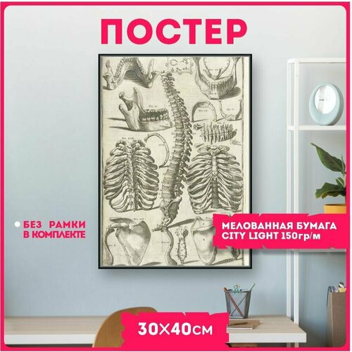 фото Постеры на стену анатомия строение тела красникова