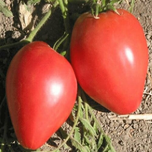Коллекционные семена томата Бычье сердце Абаканское коллекционные семена томата японское бычье сердце