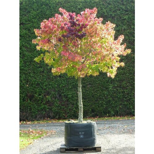  20    ( ) / Liquidambar styraciflua + 