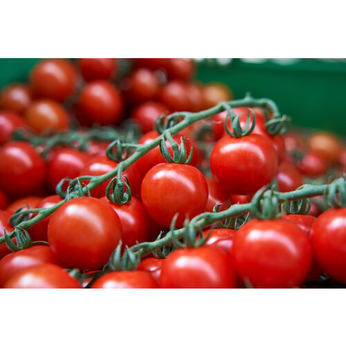 Коллекционные семена томата Фламенко