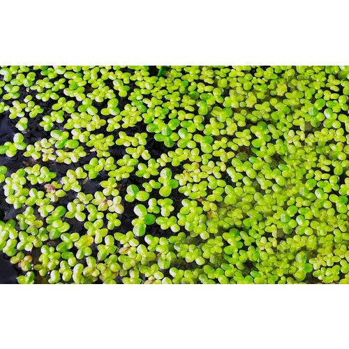Живое аквариумное растение Ряска большая банка