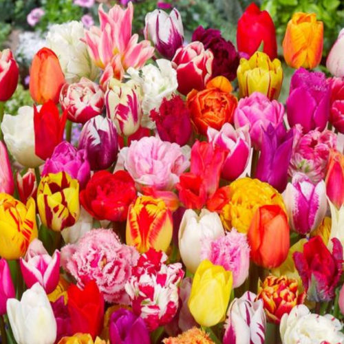 Тюльпаны DELUX MIXED (20 луковиц)